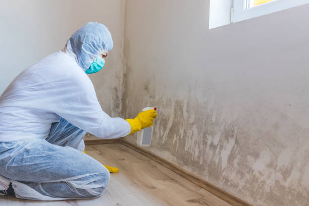 Licensed Mold Testing service in Darien, GA - WQB Mold Removal