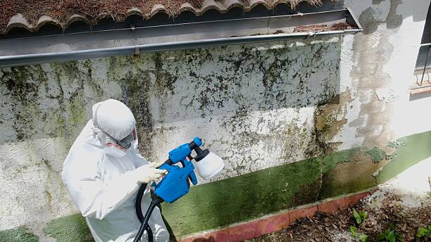 Top rated local Mold Testing specialists in Darien, GA
